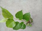চিংমাই/থাই ভেরাইটি
