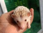 Cinnamon HEDGEHOG 🦔