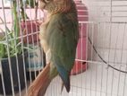 CINNAMON TURQUOISE BLUE CONURE