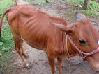 Cow for sell