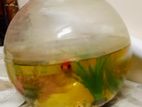 Circle Shape Midium Size Aquarium