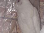 Classic + Albino Bajrigar Pakhir Pair For Sale
