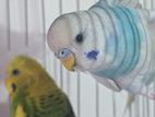 Classic Budgie Bird