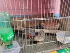 Classic King Quail