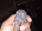 Classic King Quail