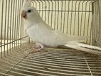 Cockatiel