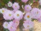 চন্দ্রমল্লিকা (Chrysanthemum) গাছ।