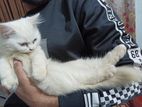 Coat 2 Parsian Female & High Quality Mixed Bread Male Cat