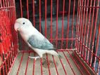 Cobalt Blue Euwing Opaline Adult Dna Female