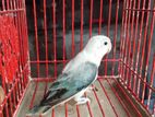 Cobalt blue Euwing Opaline Adult Female Dna