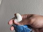 Cobalt Opaline Fischer Lovebird