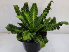 Cobra Fern plant
