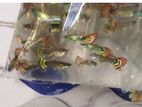 Cobra Guppy Fish fry