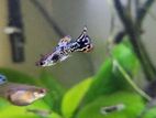 Cobra Guppy