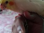 Cocatell Bird