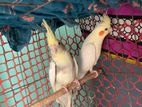 Cocaktail Bird