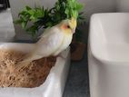 Cocaktiel Bird