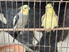 Cocatail Adult