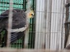 Cocatail Adult Pair with Full Set Up