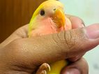 Cocatail & Love Bird