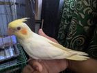 Cockatiel Baby