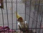 Cocatail Bird 2 Piece (gray And Yellow) Colour