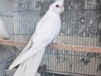 Cocatail bird Albino Red eye Healthy and active