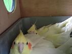 Cocatail Bird breeding pair