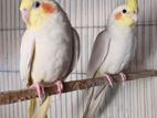 Cocatail bird Breeding pair full setup