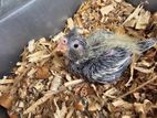 Cocatail Bird