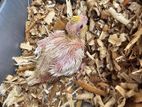 Cocatail Bird