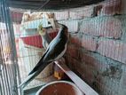 Cocatail Bird