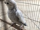 Cocatail bird