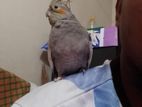 Cocatail Bird