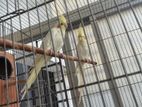 cocatail bird