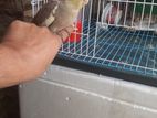 Cockatiel Bird