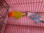 Cocatail Bird sell