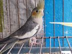 Cocatail Bird Semi Adult