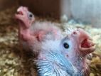 Cocatail Bird with Baby