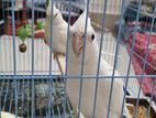 Cocatail Birds