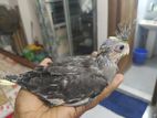 cokatel bird for sell