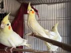 Cockatiel for sell