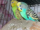 Cocatail Love Bird Bujrigar Sale