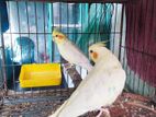 cocatail, lovebird,bajigar pair