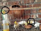 cocatail lutino pakhir bacca bikri hbe 3 pis