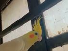 Cocatail Male Bird for sell