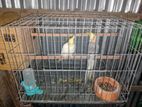 Cocatail Pair Full Running