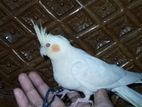 Cocatail Tame Bird