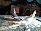 cocatail tame pair