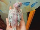 Cocatail Tame Size Bby